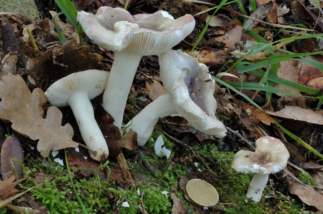 Russula parazurea